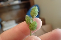 Carex tetrastachya