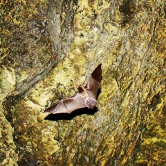 Pteronotus