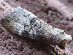 Bryophilina mollicula