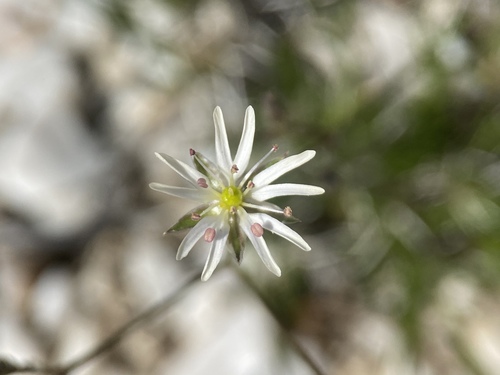 Eremogone kingii var. kingii