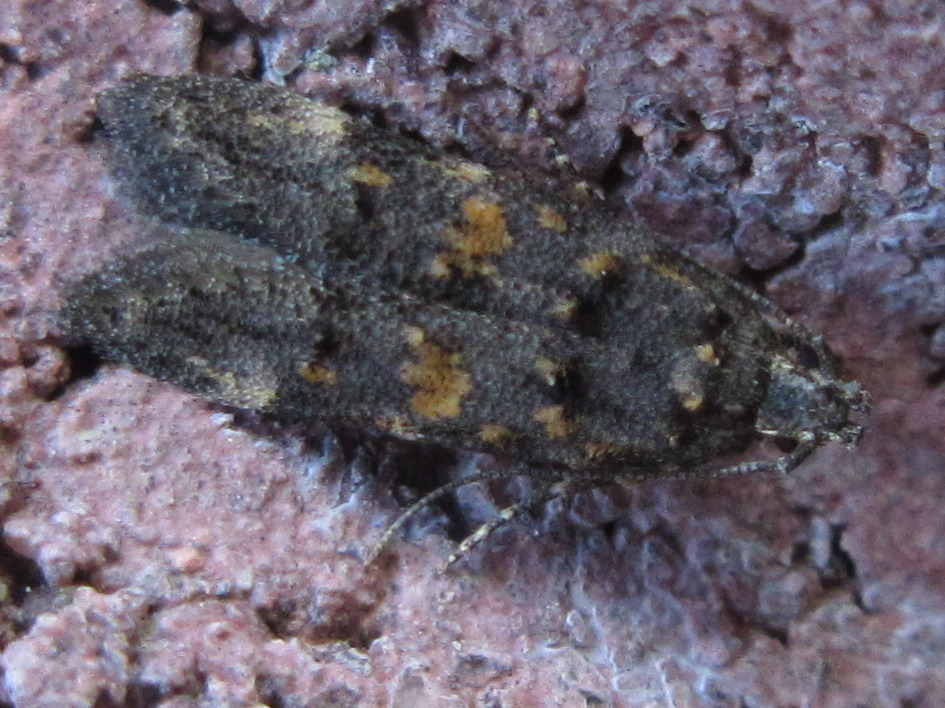 Carpatolechia flavipunctatella