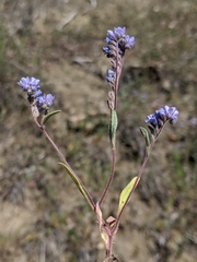 Phacelia breweri