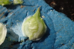 Carex tetrastachya