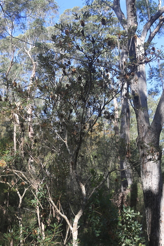 Banksia oblongifolia, photograph 2