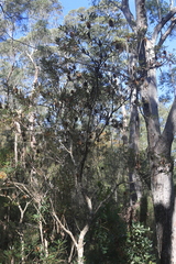 Banksia oblongifolia, photograph (c) Sofia Zvolanek, some rights reserved (CC BY)