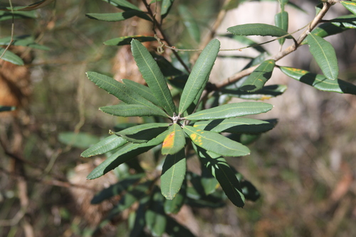 Banksia oblongifolia, photograph 3