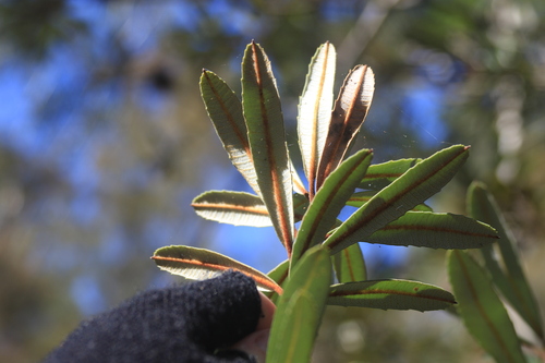 Banksia oblongifolia, photograph 4