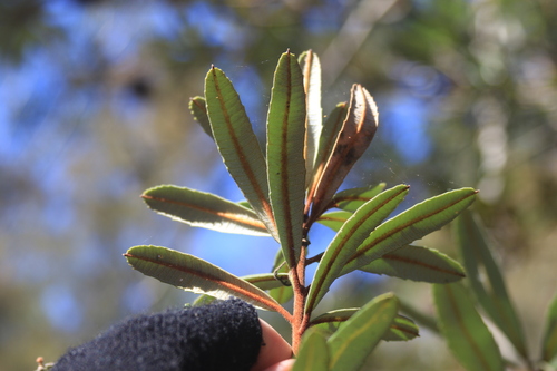 Banksia oblongifolia, photograph 5