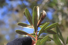 Banksia oblongifolia, photograph (c) Sofia Zvolanek, some rights reserved (CC BY)