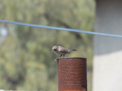 Thryomanes bewickii