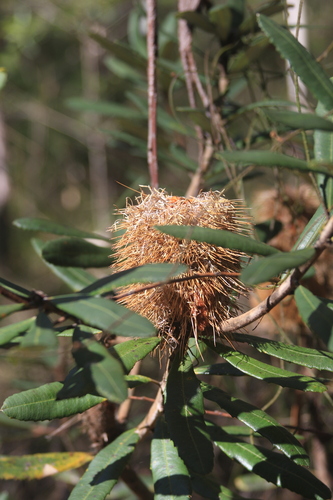 Banksia oblongifolia