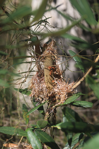 Banksia oblongifolia, photograph 6
