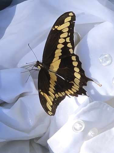 Western Giant Swallowtail photo 4