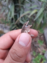 Anolis laeviventris