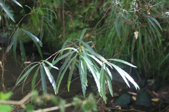 Lomatia myricoides