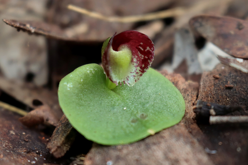 Corybas despectans observed 2026-08-17