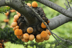 Cyttaria hariotii