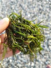 Ceratophyllum