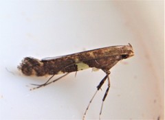 Caloptilia umbratella