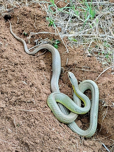 Eastern Yellow-bellied Racer