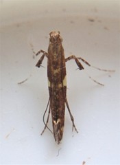 Caloptilia umbratella