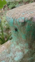 Insecta