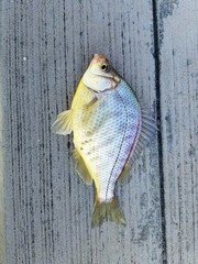 Hysterocarpus traskii