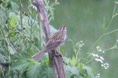 Chondestes grammacus