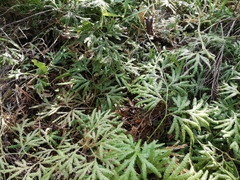 Lycopodium volubile