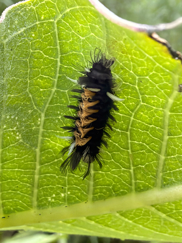 Milkweed Tussock Moth