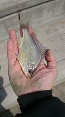 Hysterocarpus traskii