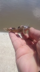 Tridentiger barbatus