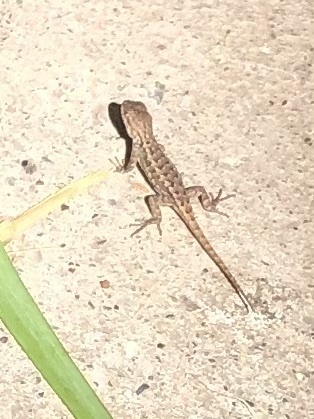 Western Fence Lizard seen in Sonoma Valley