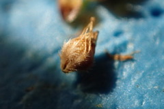 Rhynchospora plumosa