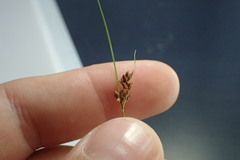 Rhynchospora plumosa