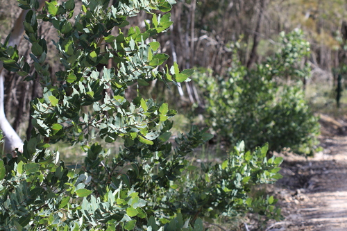 Dwarf apple (Angophora hispida)
