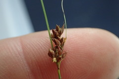 Rhynchospora plumosa