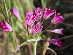 Allium crispum
