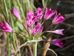 Allium crispum