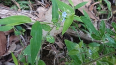 Thyrocarpus sampsonii