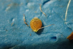 Rhynchospora elliottii