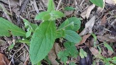 Thyrocarpus sampsonii