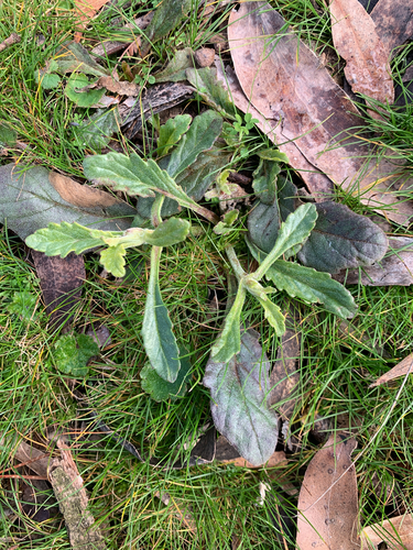 Austral Bugle