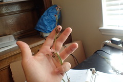 Rhynchospora elliottii