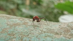 Camponotus habereri