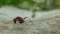 Camponotus habereri