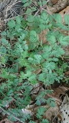 Dicentra