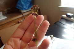 Rhynchospora recognita