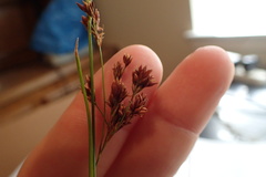 Rhynchospora elliottii