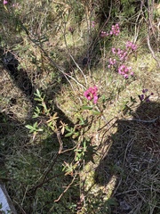 Kalmia microphylla occidentalis